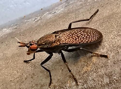 Réf. 334 263 : Coremacera marginata